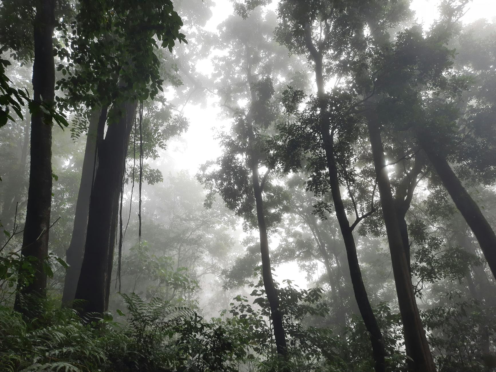 Dense forest canopy view showing challenging GPS conditions where satellite messaging becomes essential for communication