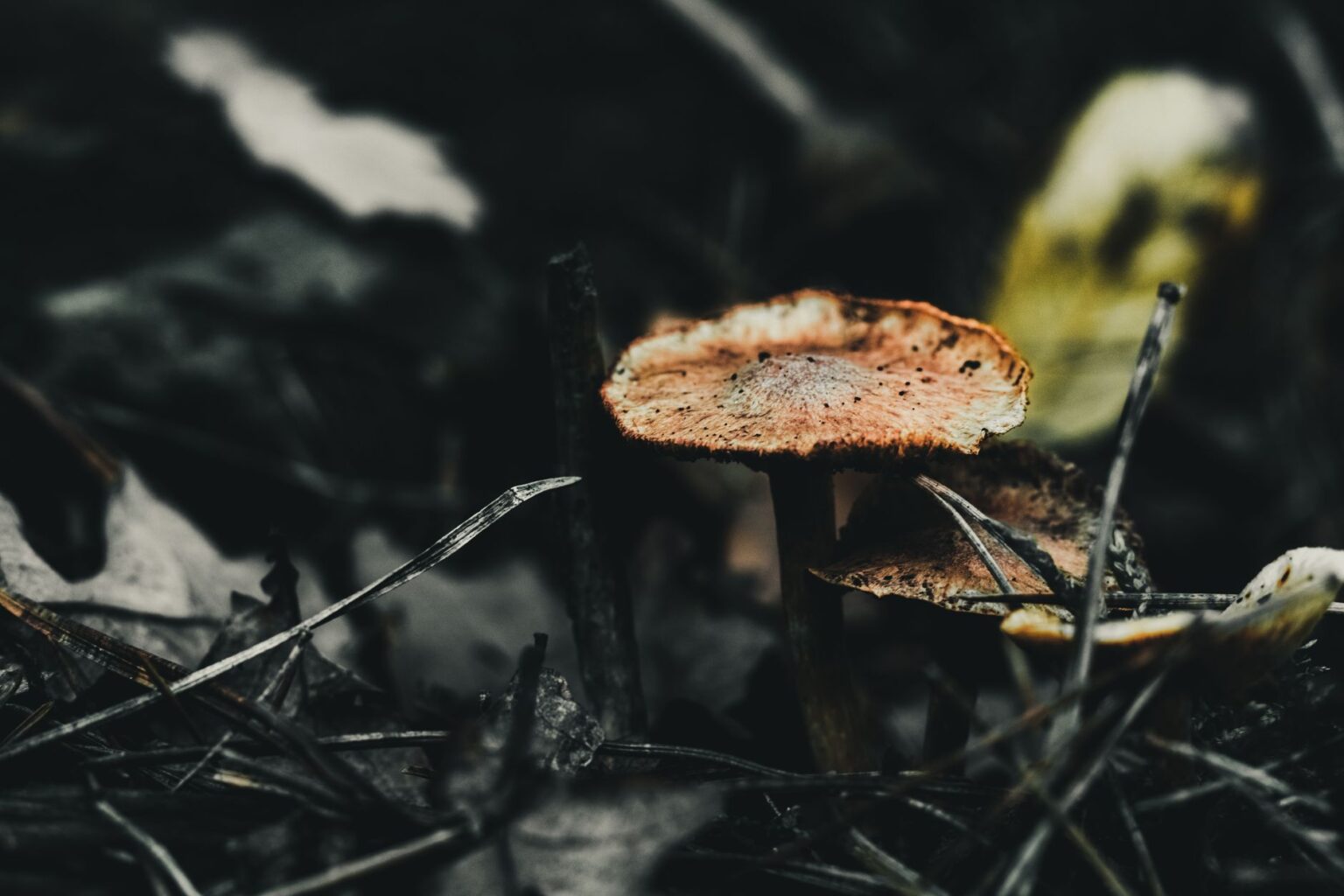 Dark atmospheric forest floor covered in mushrooms and decaying organic matter