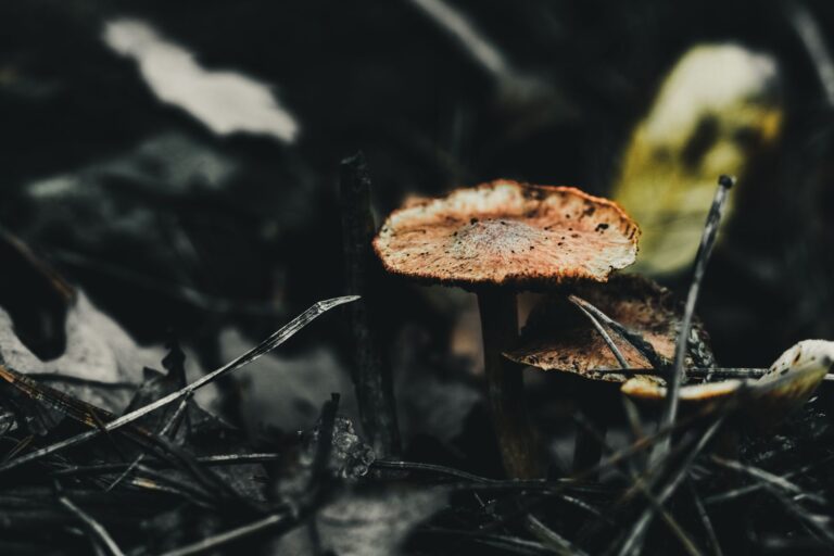 Signet City Is a New Fungalpunk RPG From the Creator of Citizen Sleeper Dark atmospheric forest floor covered in mushrooms and decaying organic matter