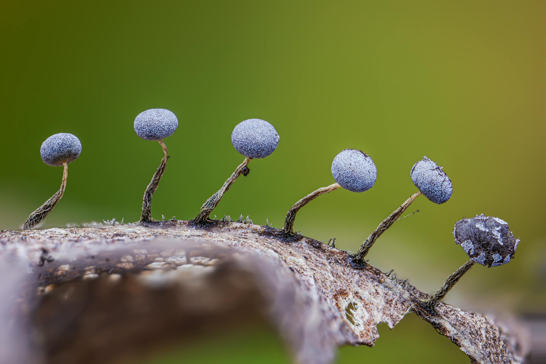Macro photograph of mycelium network spreading across a dark surface