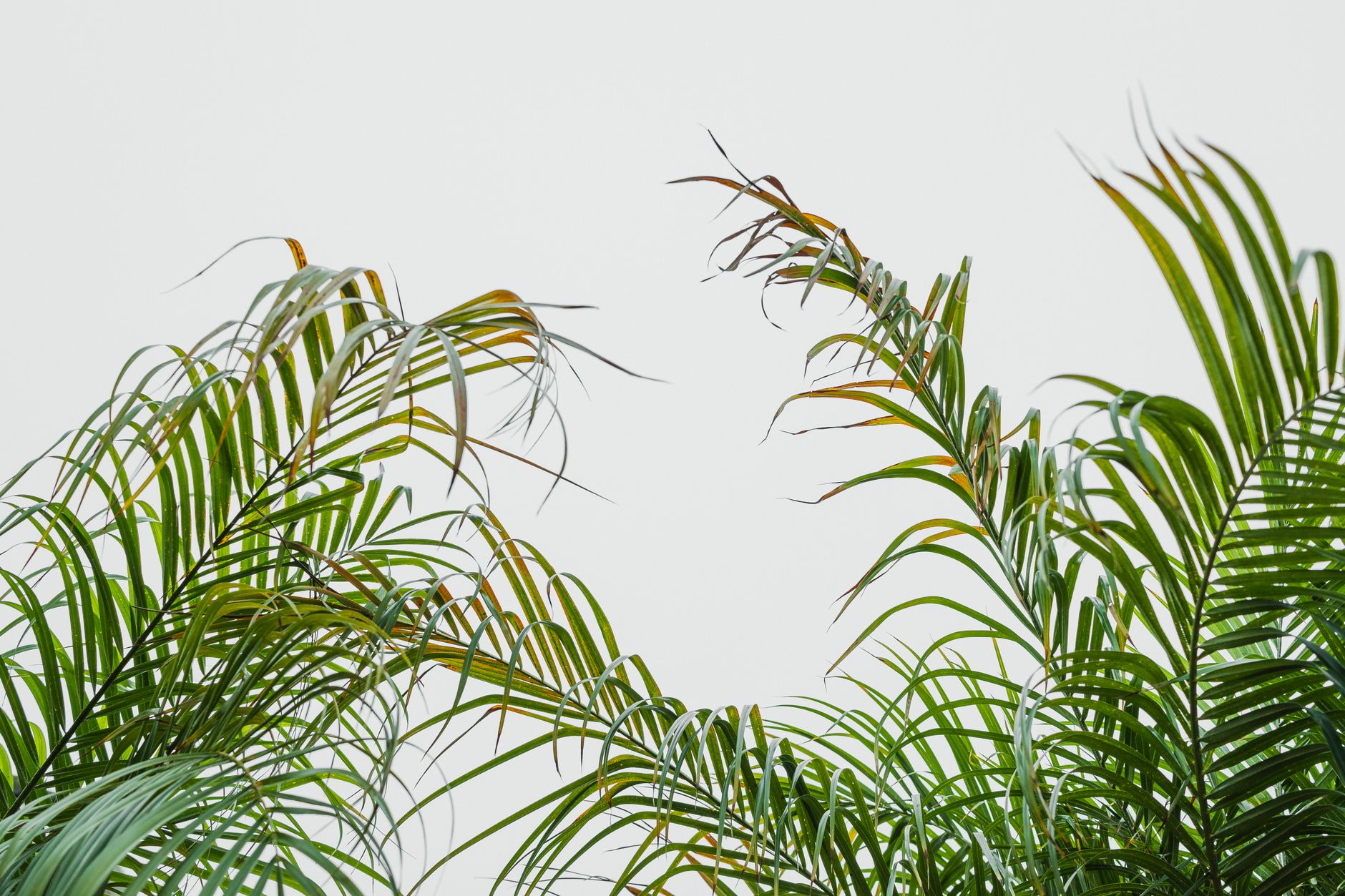 Close-up of large green tropical plant leaves representing the kratom Mitragyna speciosa tree