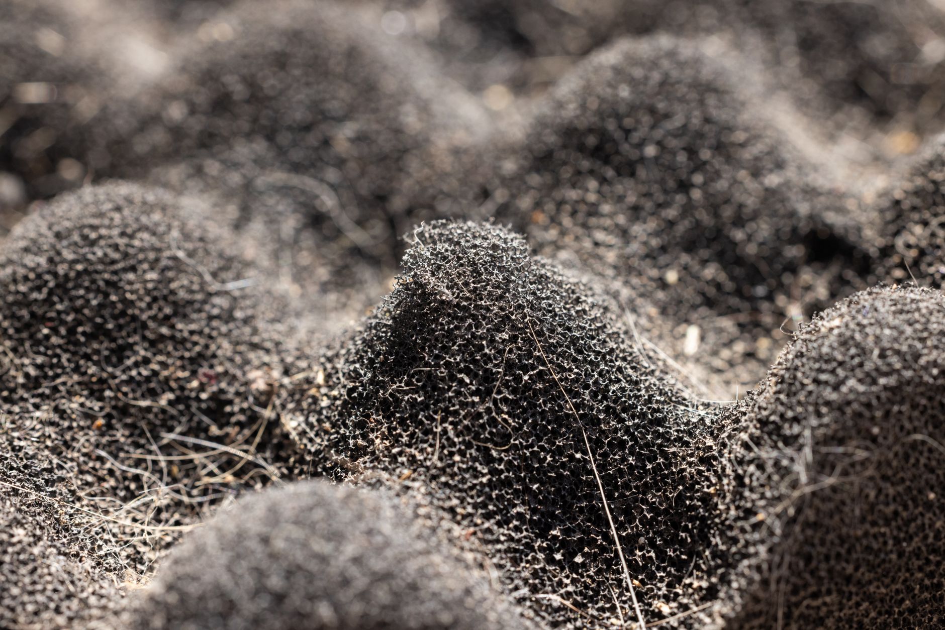 Close-up of mold contamination on a growing substrate in a home cultivation setup