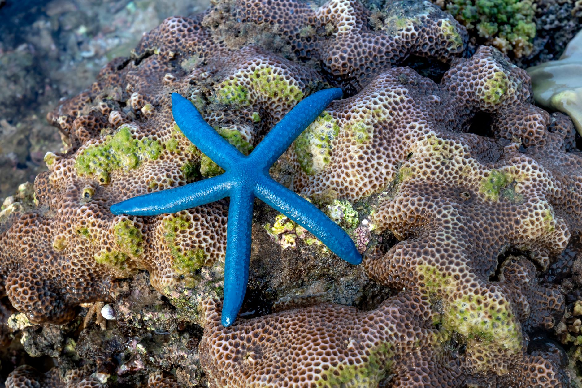 Coral and sponge structures on the ocean seafloor