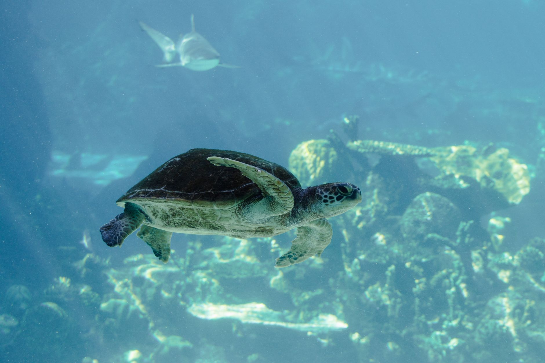 Endangered leatherback sea turtle swimming in open water