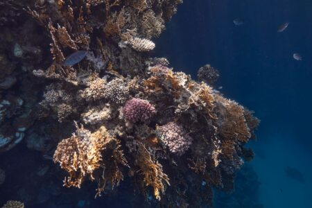 Egypt’s Climate-Resilient Super Corals Are Starting to Feel the Heat Colorful coral reef beneath clear ocean water