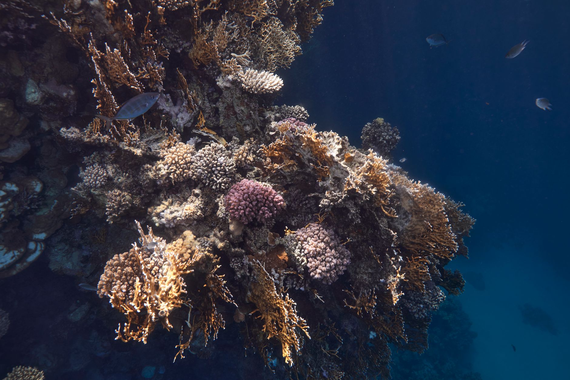 Colorful coral reef beneath clear ocean water