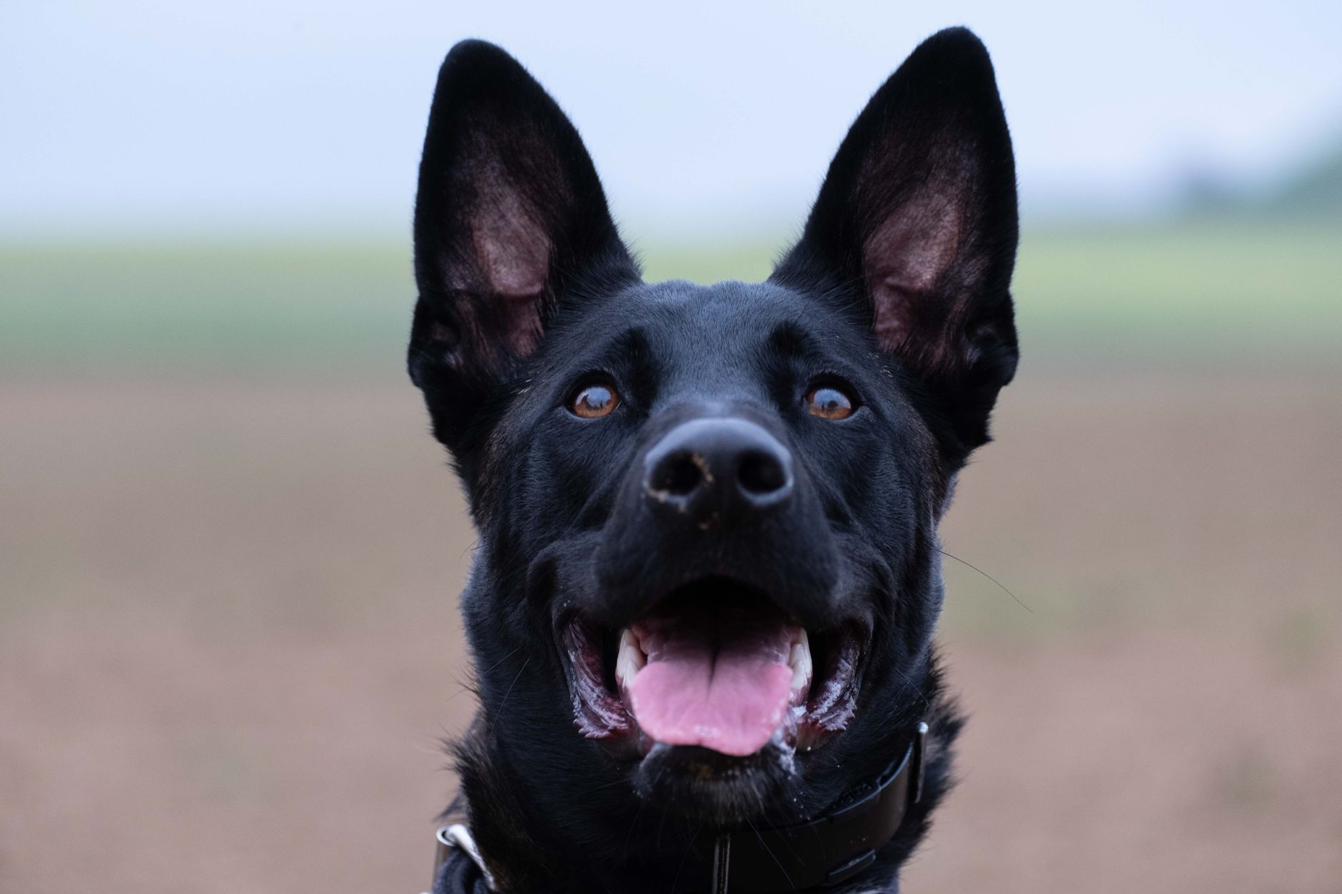 Military working dog in training exercise outdoors