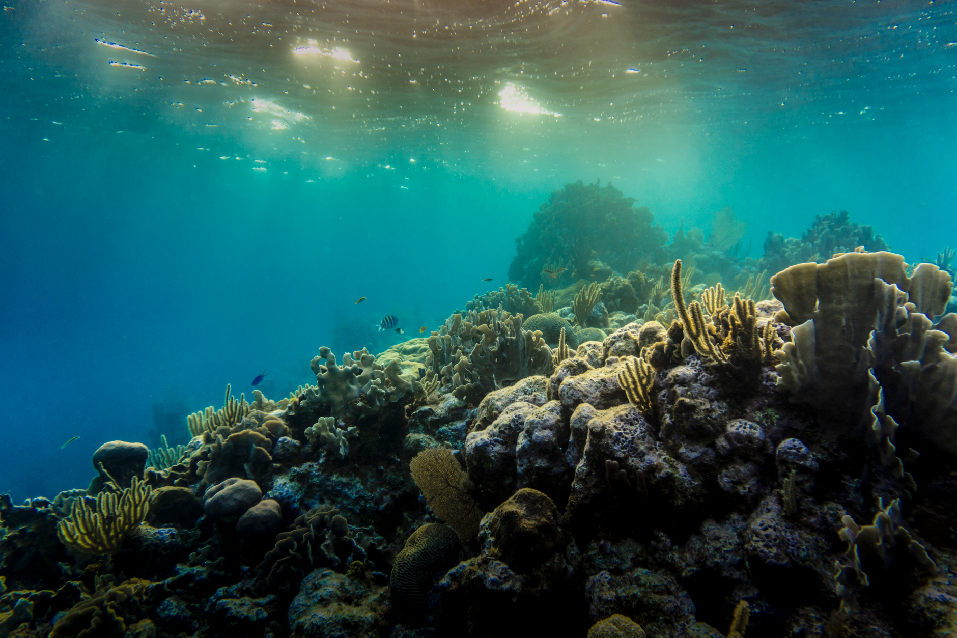 Whitened bleached coral on ocean floor showing heat stress